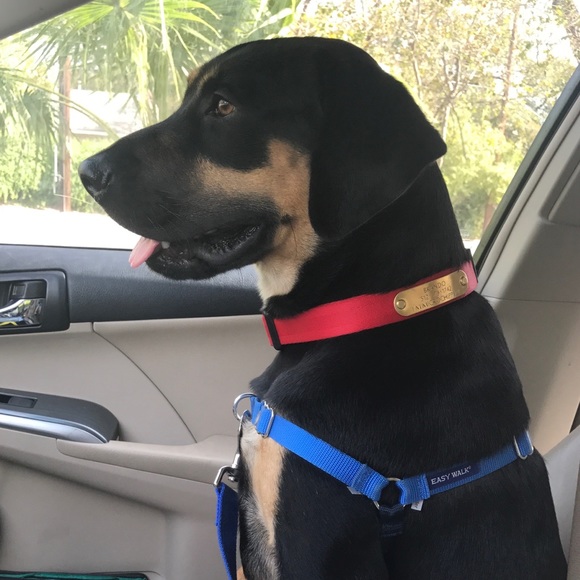 Allergy Alert! There’s a dog in this house! - Picture 5 of 8